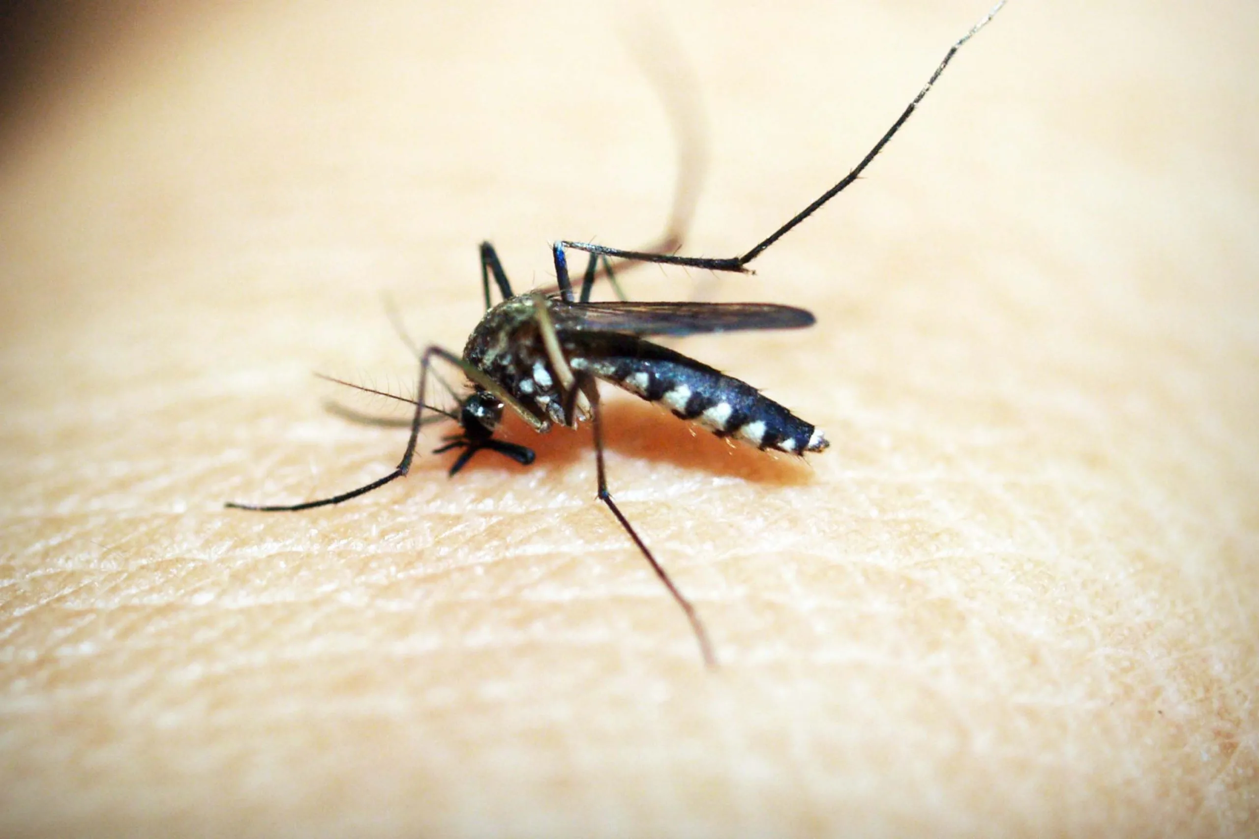 Acumula Puebla 2 mil 656 casos de dengue en 2024: Salud
