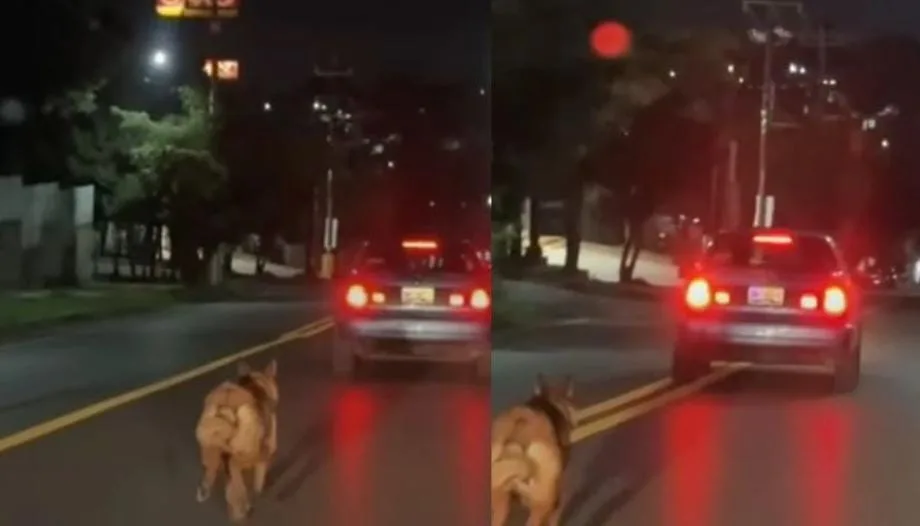 Denuncian en redes sociales el abandono de un perro en Loma Xicohténcatl