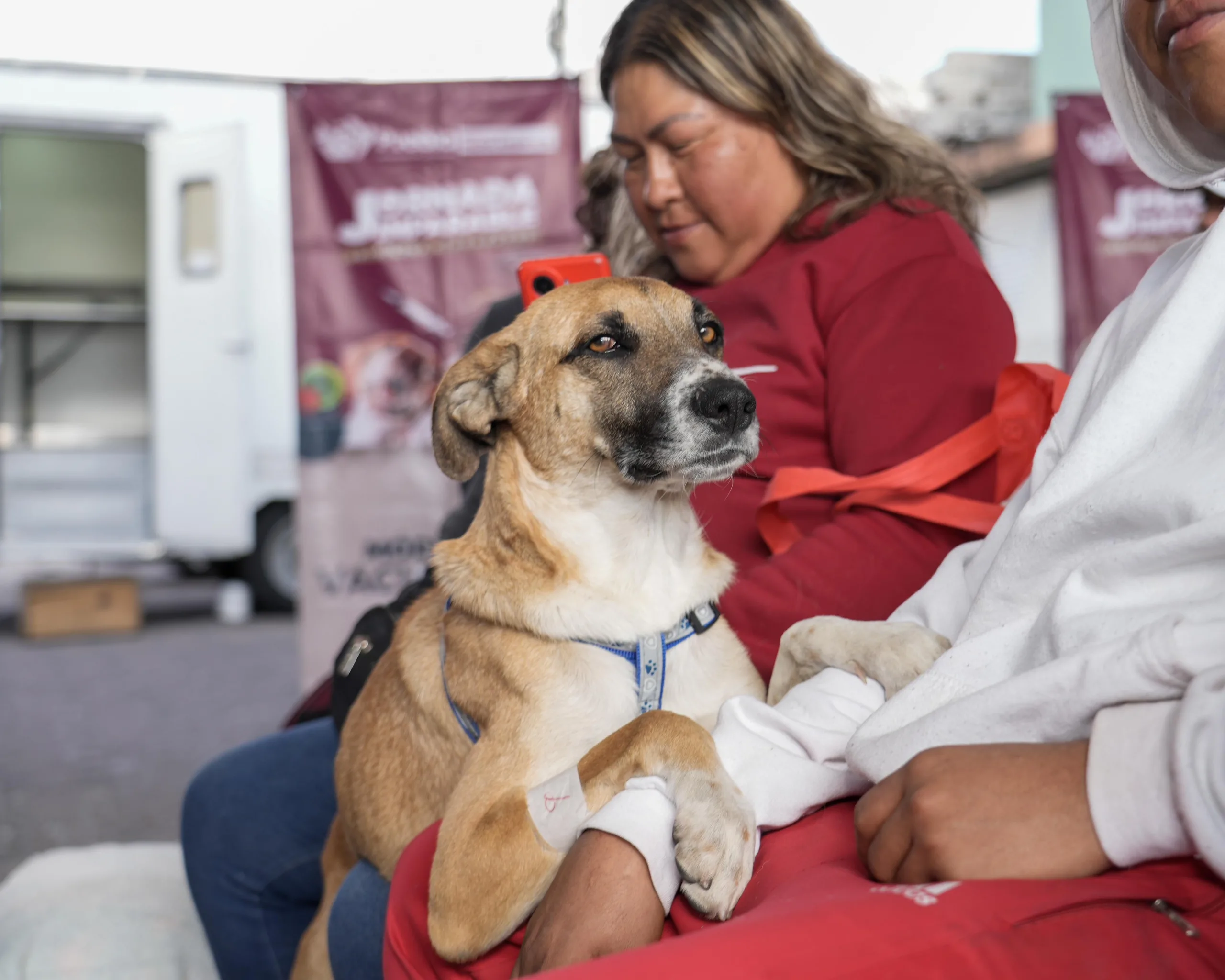 Impulsa Gobierno de la Ciudad jornada de bienestar animal en la colonia Revolución Mexicana