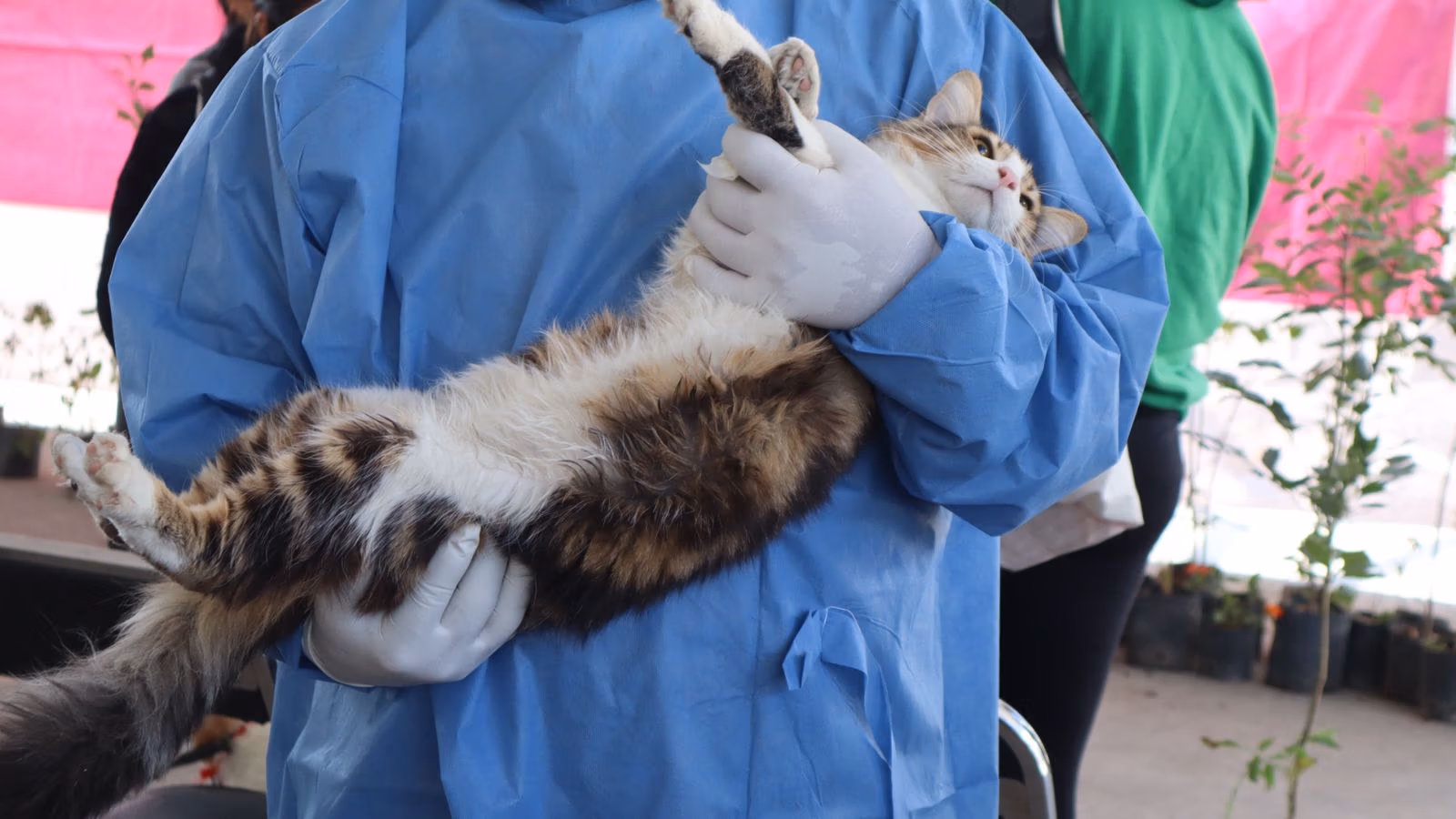 Continúan con éxito las Jornadas de Protección Animal en Puebla