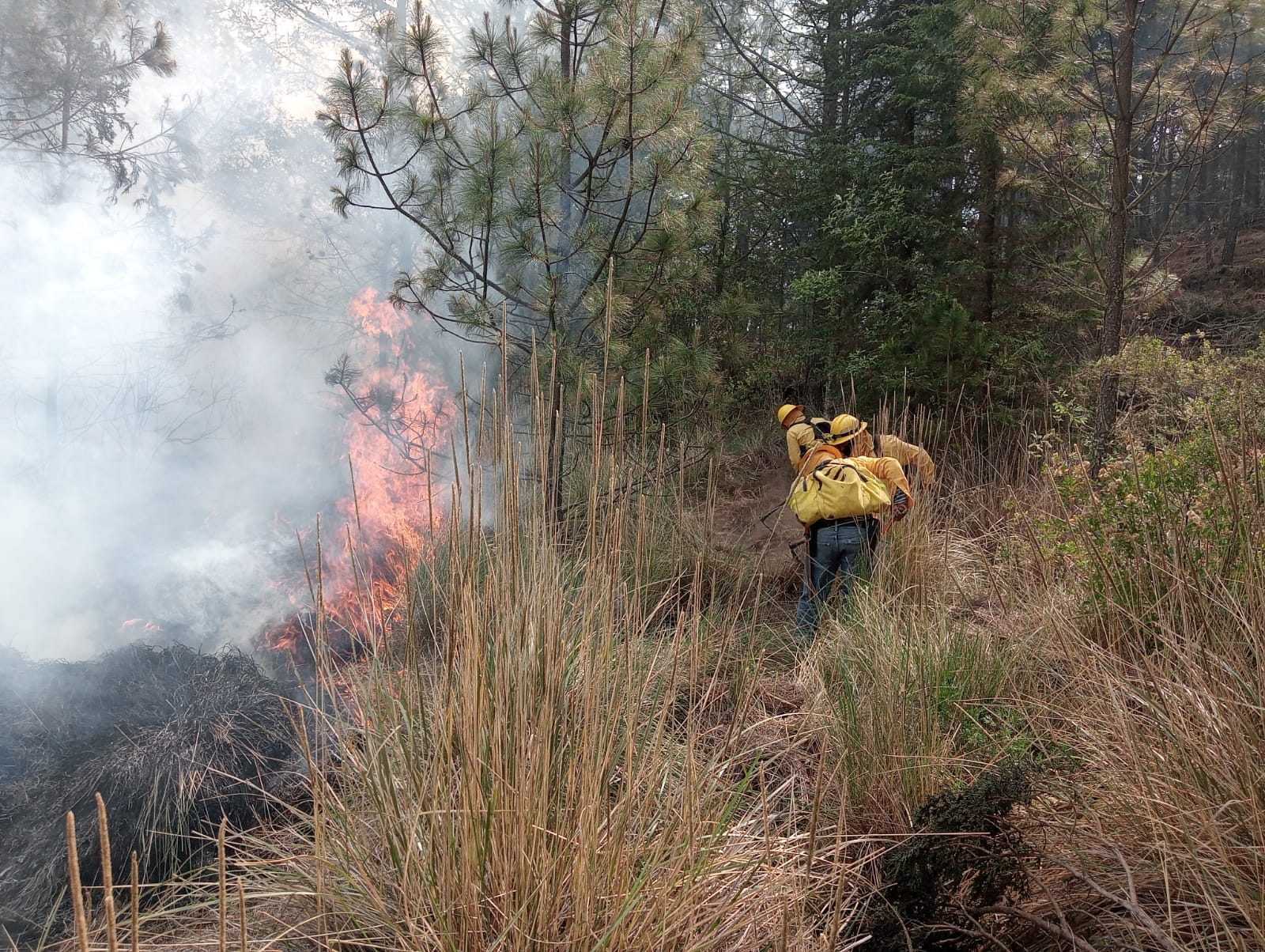 Controlan incendios forestales en Tlachichuca y Libres: brigadistas salvan los bosques poblanos