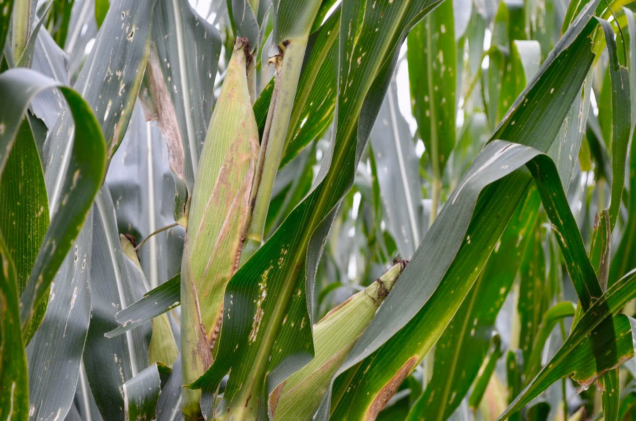 “Cosechando Soberanía”: el nuevo plan de Sheinbaum para lograr la autosuficiencia alimentaria en México