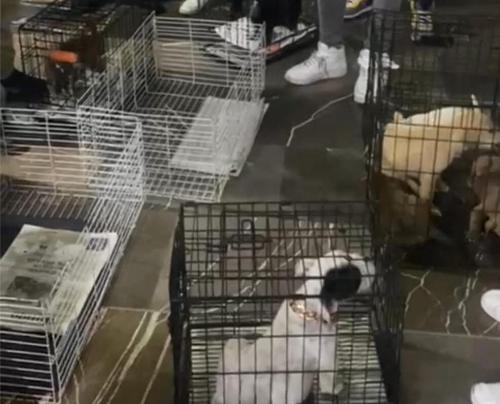 Decomisan 12 animales en Analco tras operativo interinstitucional