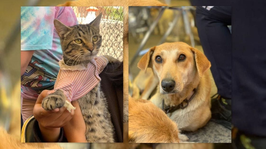 Atiende Gobierno de la Ciudad a mascotas en Guadalupe Xonacatepec y Romero Vargas