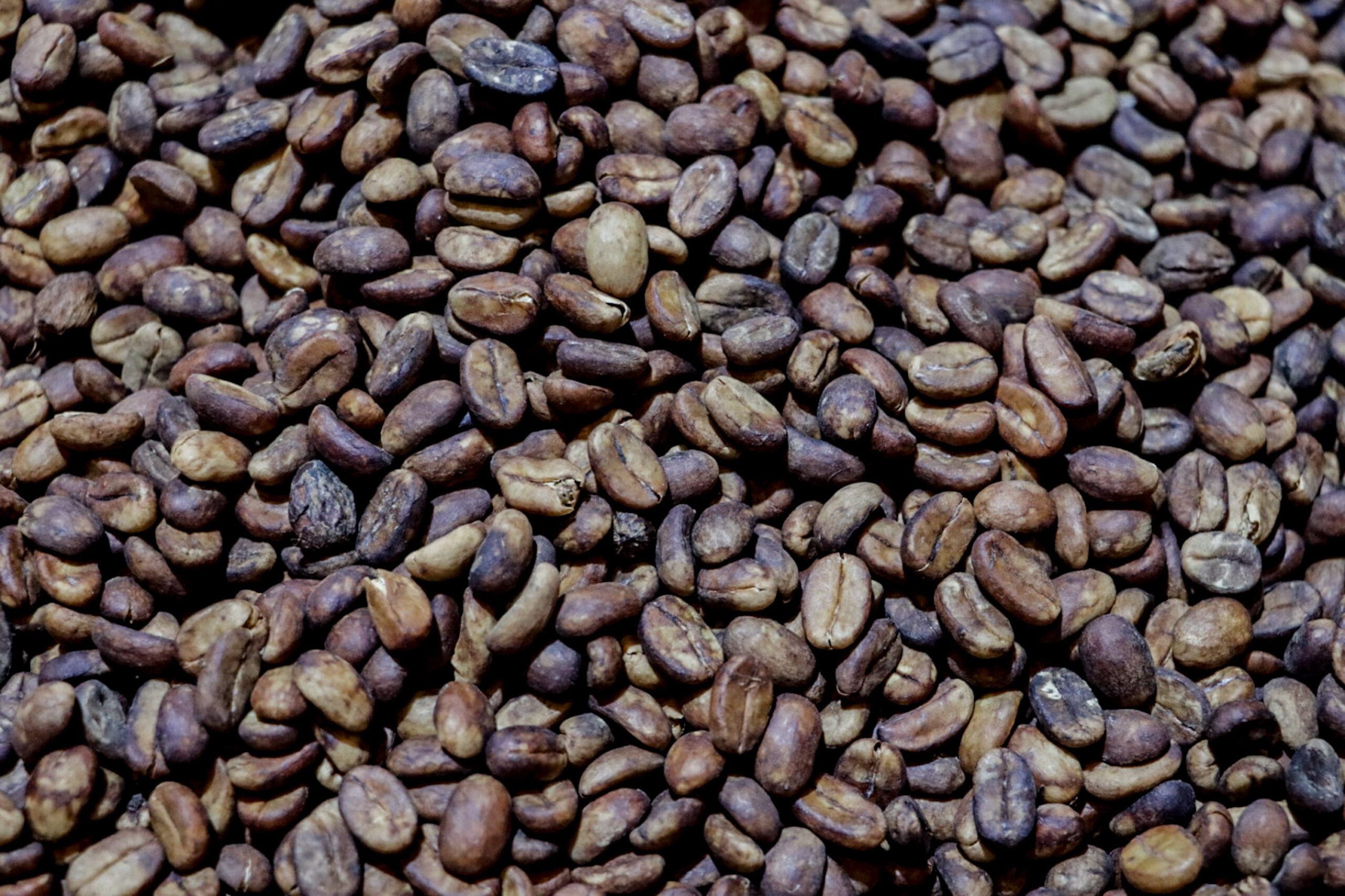 Lanzarán al mercado 60 mil frascos de café soluble “Puebla 5 de Mayo”