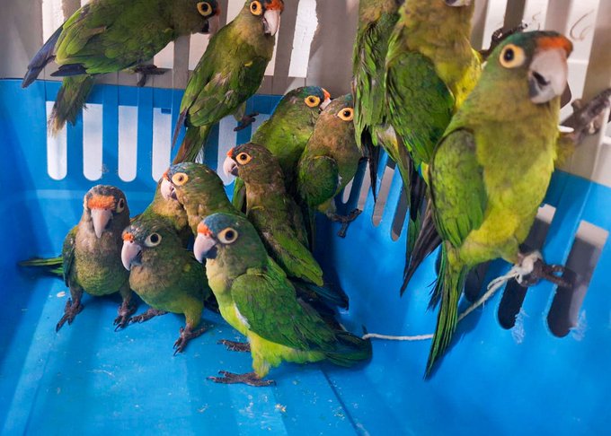 Golpe al tráfico de aves en Jalisco: Rescatan a 40 loros y pericos en peligro de extinción
