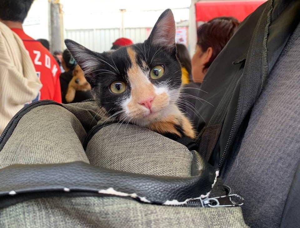 Promueve Gobierno de Pepe Chedraui Jornadas Gratuitas de Bienestar Animal en septiembre