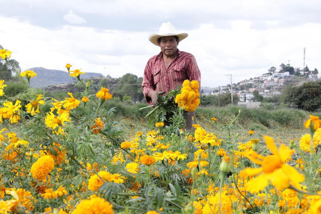 Puebla florece como líder nacional en producción de cempasúchil y terciopelo