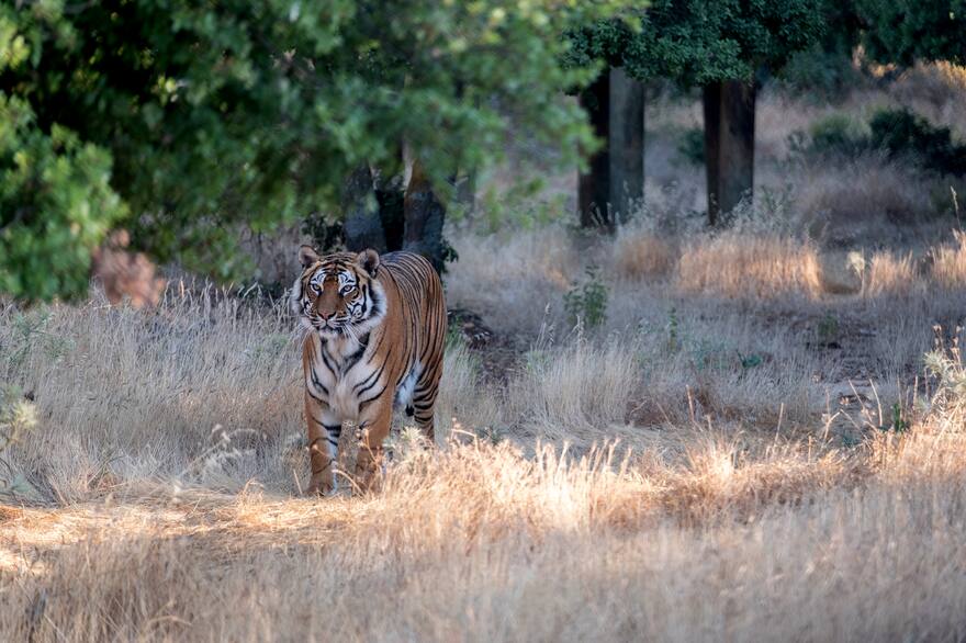 #Localizado! Tigre escapa tras el colapso del Zoológico Animalia en Xicotepec