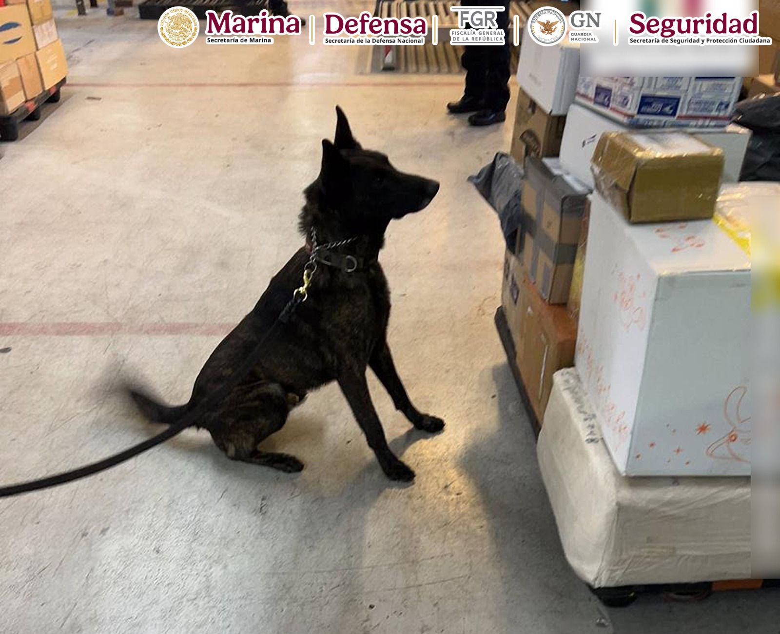Aseguran en el AICM cerca de un kilo de fentanilo oculto en paquete de cosméticos