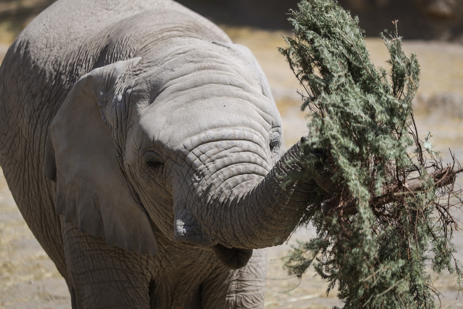 San Pedro Cholula recicla árboles navideños y los convierte en insumo ambiental para Africam Safari