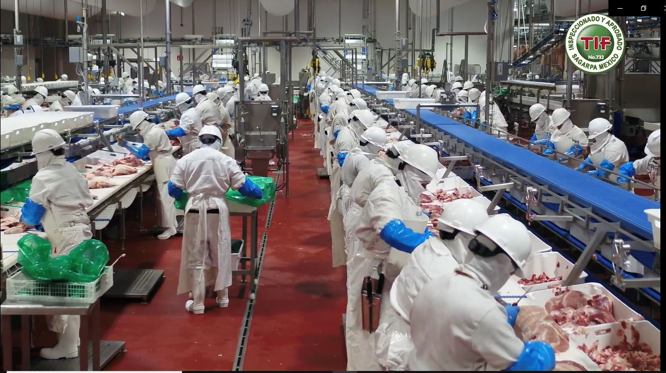 Altosano-Granjas Carroll duplica empleos y procesa 30 mil cerdos por semana en Puebla
