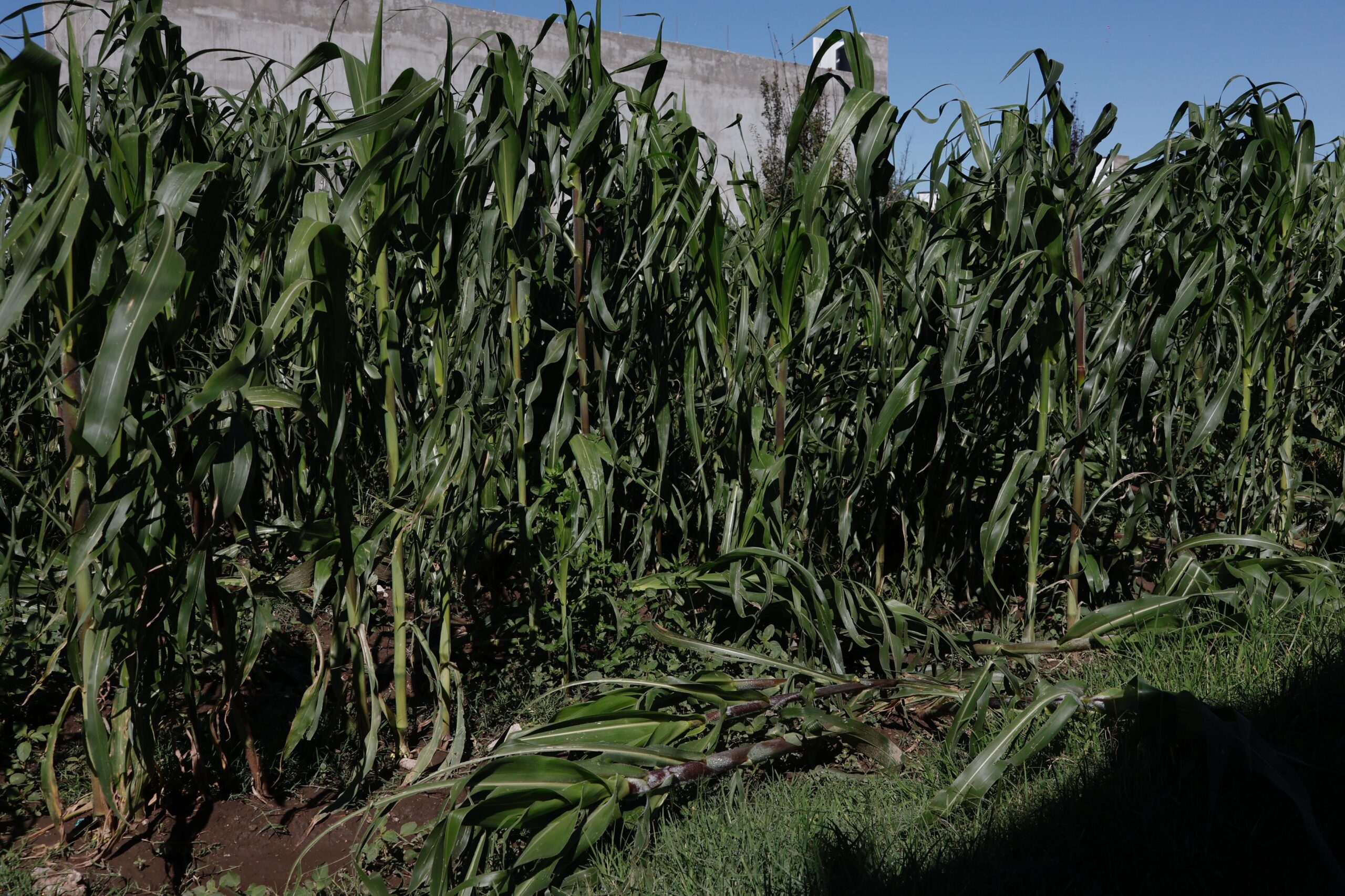 Granizada golpea al campo en Texmelucan; reportan daños en 180 hectáreas