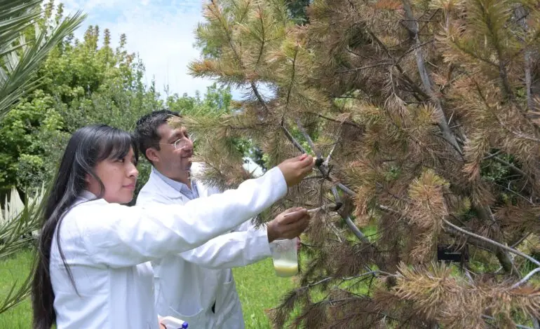 BUAP desarrolla nanomateriales que eliminan hasta 90% de plagas en pinos y encinos