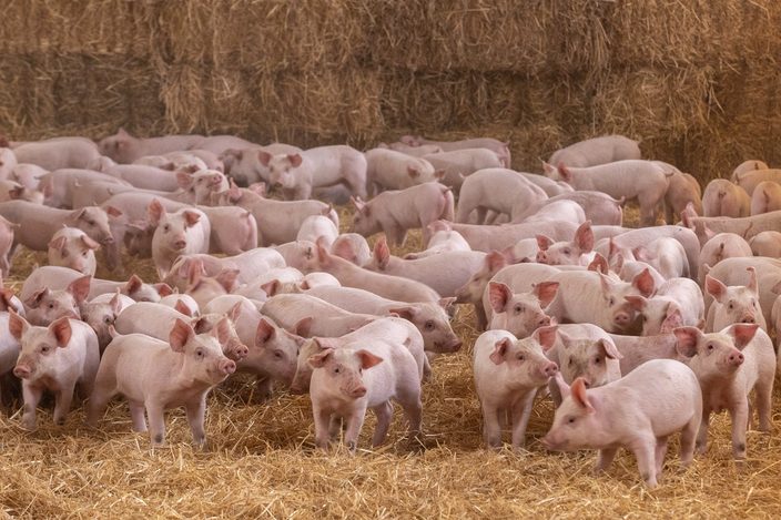 Granjas Carroll suma siete años de certificación internacional en bienestar animal en Puebla y Veracruz